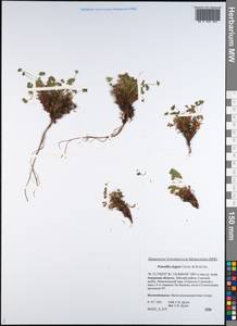 Potentilla elegans Cham. & Schltdl., Siberia, Russian Far East (S6) (Russia)