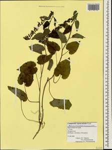 Campanula rapunculoides L., Caucasus, Black Sea Shore (from Novorossiysk to Adler) (K3) (Russia)