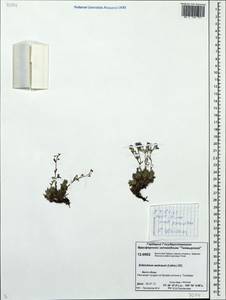 Eritrichium sericeum (Lehm.) A. DC., Siberia, Central Siberia (S3) (Russia)