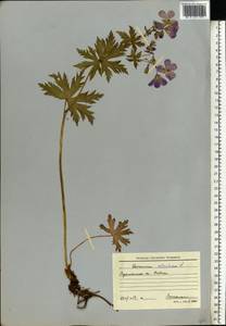 Geranium sylvaticum L., Eastern Europe, Northern region (E1) (Russia)