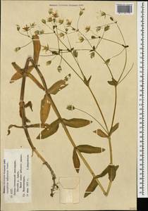 Dichodon davuricum (Fisch. ex Spreng.) Á. Löve & D. Löve, Caucasus, North Ossetia, Ingushetia & Chechnya (K1c) (Russia)