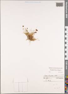 Carex bicolor Bellardi ex All., Eastern Europe, Northern region (E1) (Russia)