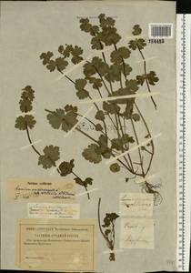 Lamium amplexicaule L., Eastern Europe, Central forest-and-steppe region (E6) (Russia)