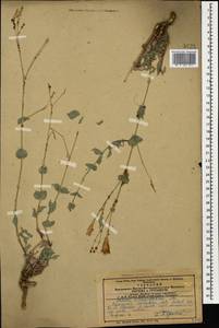 Silene chlorifolia Sm., Caucasus, Azerbaijan (K6) (Azerbaijan)
