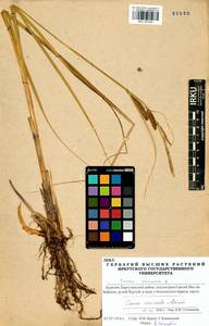 Carex vesicata Meinsh., Siberia, Baikal & Transbaikal region (S4) (Russia)