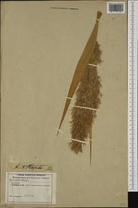 Phragmites australis (Cav.) Trin. ex Steud., Eastern Europe, Latvia (E2b) (Latvia)