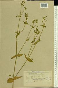 Stellaria aquatica (L.) Scop., Eastern Europe, Belarus (E3a) (Belarus)
