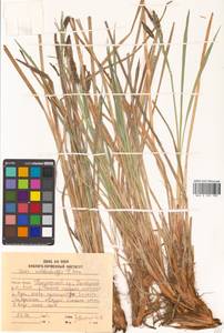 Carex middendorffii F.Schmidt, Siberia, Russian Far East (S6) (Russia)