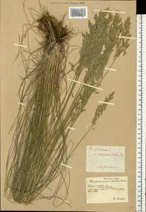 Poa angustifolia L., Eastern Europe, South Ukrainian region (E12) (Ukraine)