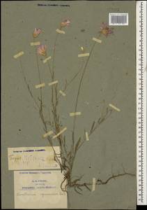 Xeranthemum squarrosum Boiss., Caucasus, Armenia (K5) (Armenia)