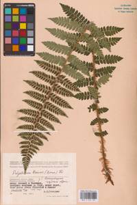Polystichum braunii (Spenn.) Fée, Eastern Europe, Western region (E3) (Russia)