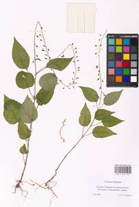 Circaea lutetiana L., Eastern Europe, Moscow region (E4a) (Russia)