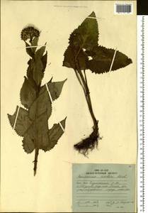 Saussurea riederi Herder, Siberia, Russian Far East (S6) (Russia)