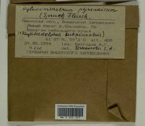 Hylocomiastrum pyrenaicum (Spruce) M. Fleisch. ex Broth., Bryophytes, Bryophytes - Permsky Krai, Udmurt Republic, Sverdlovsk & Kirov Oblasts (B8) (Russia)