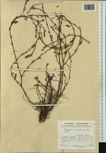 Muehlenbeckia axillaris (Hook. fil.) Walp., Western Europe (EUR) (Portugal)