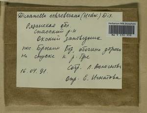 Aongstroemia schreberiana (Hedw.) Bonfim Santos & Fedosov, Bryophytes, Bryophytes - Middle Russia (B6) (Russia)