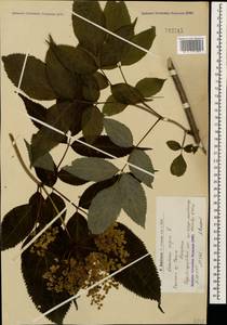 Sambucus nigra L., Caucasus, Armenia (K5) (Armenia)