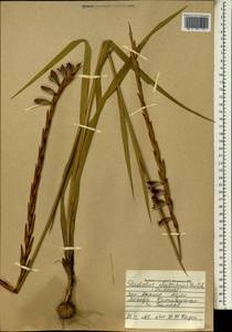 Gladiolus gregarius Welw. ex Baker, Africa (AFR) (Mali)