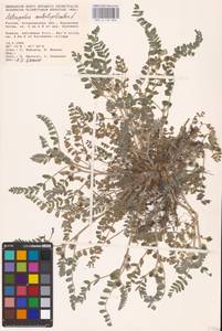 Astragalus contortuplicatus L., Eastern Europe, Lower Volga region (E9) (Russia)