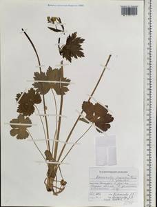 Ranunculus japonicus Thunb., Siberia, Russian Far East (S6) (Russia)