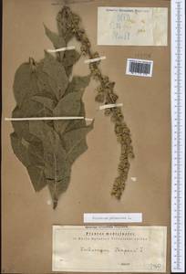 Verbascum phlomoides L., Caucasus, Georgia (K4) (Georgia)