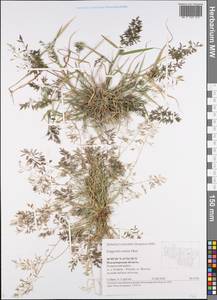 Eragrostis minor Host, Eastern Europe, Central region (E4) (Russia)