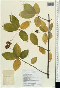 Euonymus latifolius (L.) Mill., Crimea (KRYM) (Russia)