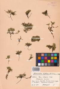 Cherleria biflora (L.) A. J. Moore & Dillenb., Eastern Europe, Eastern region (E10) (Russia)