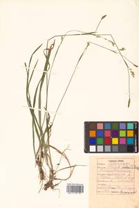 Carex vaginata var. petersii (C.A.Mey. ex F.Schmidt) Akiyama, Siberia, Russian Far East (S6) (Russia)