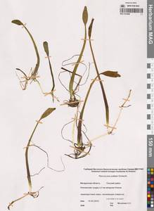 Coptidium pallasii (Schltdl.) Á.Löve & D.Löve, Siberia, Chukotka & Kamchatka (S7) (Russia)