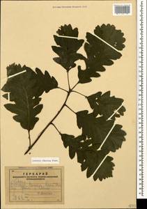 Quercus petraea subsp. polycarpa (Schur) Soó, Caucasus, Armenia (K5) (Armenia)