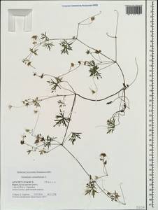 Geranium columbinum L., Crimea (KRYM) (Russia)