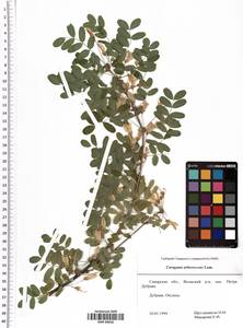 Caragana arborescens Lam., Eastern Europe, Middle Volga region (E8) (Russia)