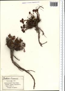 Rhodiola, Middle Asia, Northern & Central Tian Shan (M4) (Kyrgyzstan)