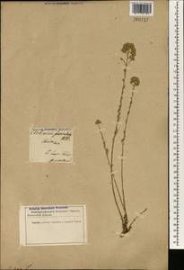 Artemisia incana (L.) Druce, South Asia, South Asia (Asia outside ex-Soviet states and Mongolia) (ASIA) (China)