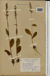 Dactylorhiza viridis (L.) R.M.Bateman, Pridgeon & M.W.Chase, Eastern Europe, Eastern region (E10) (Russia)