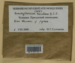 Brachythecium rivulare Schimp., Bryophytes, Bryophytes - Middle Volga (B9) (Russia)