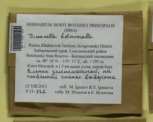 Dicranella heteromalla (Hedw.) Schimp., Bryophytes, Bryophytes - Russian Far East (excl. Chukotka & Kamchatka) (B20) (Russia)