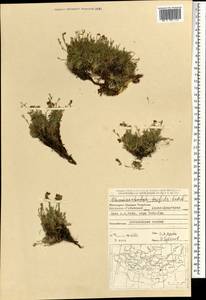 Chamaerhodos trifida Ledeb., Mongolia (MONG) (Mongolia)