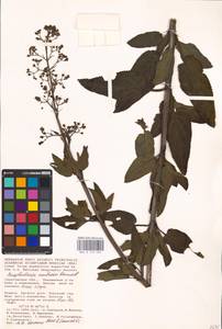 MHA 0 159 696, Scrophularia umbrosa Dumort., Eastern Europe, Lower Volga region (E9) (Russia)