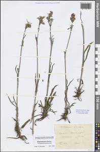 Viscaria vulgaris Röhl., Eastern Europe, Central forest-and-steppe region (E6) (Russia)