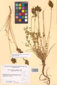 Oxytropis vassilievii Jurtzev, Siberia, Russian Far East (S6) (Russia)