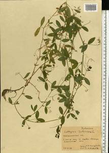 Lathyrus tuberosus L., Eastern Europe, West Ukrainian region (E13) (Ukraine)