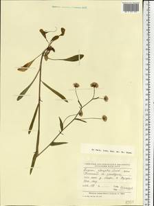 Erigeron politus Fr., Eastern Europe, Northern region (E1) (Russia)