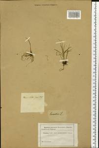 Isoetes lacustris L., Siberia (no precise locality) (S0) (Russia)