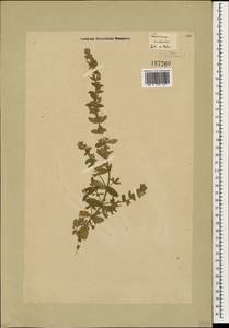 Teucrium scordium subsp. scordioides (Schreb.) Arcang., Caucasus, Georgia (K4) (Georgia)