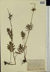 Valeriana officinalis L., Eastern Europe, North Ukrainian region (E11) (Ukraine)