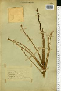 Picea abies (L.) H. Karst., Eastern Europe, Belarus (E3a) (Belarus)