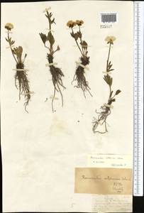 Ranunculus altaicus Laxm., Middle Asia, Dzungarian Alatau & Tarbagatai (M5) (Kazakhstan)