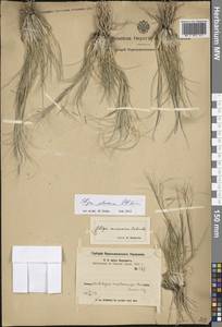 Stipa glareosa P.A.Smirn., Middle Asia, Pamir & Pamiro-Alai (M2) (Tajikistan)